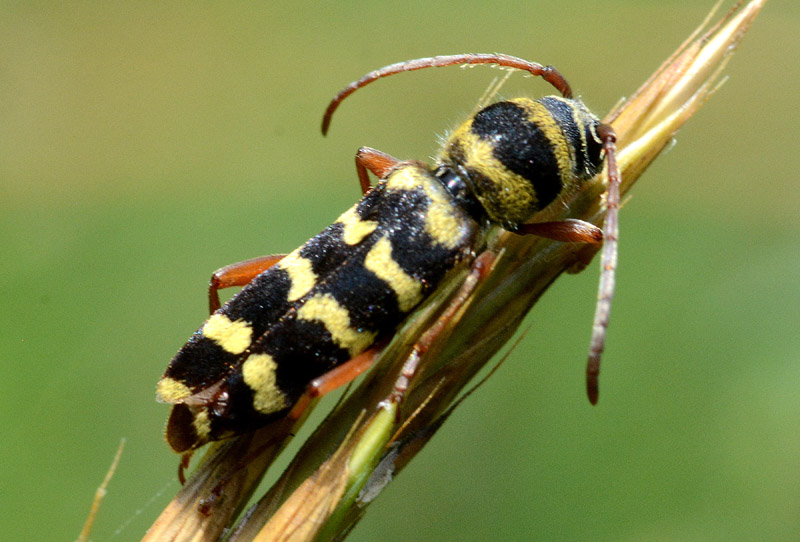 Cerambycidae: Plagionotus floralis